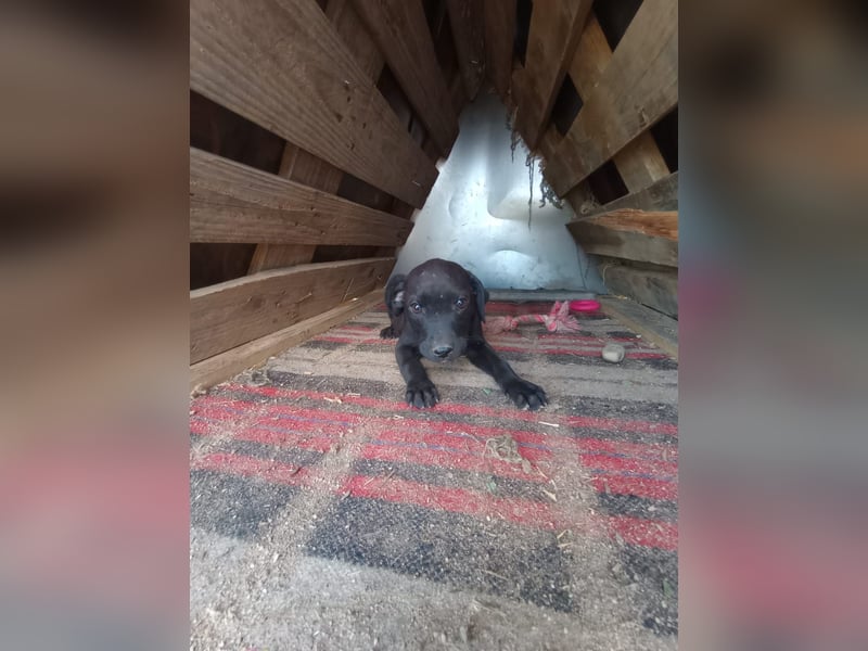 Lacta – Eine liebe, soziale Hündin sucht ihr Zuhause fürs Leben