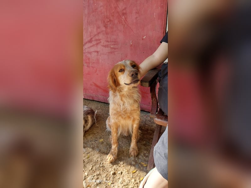 Nemo - Ein sanfter Spaniel-Mix sucht endlich Sicherheit