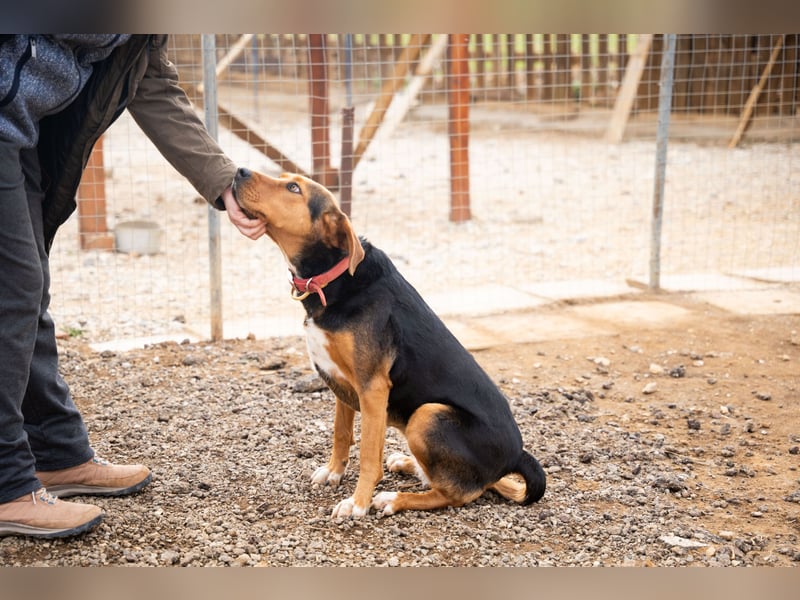Olivia – eine liebevolle Jagdhündin sucht Geborgenheit