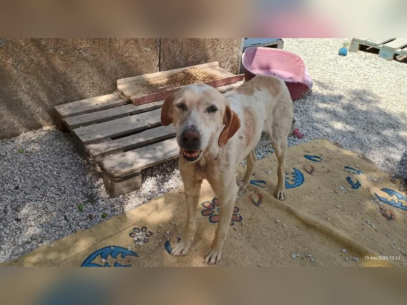 Sotiria – ein sanftes Hundeherz sucht endlich ihr eigenes Zuhause
