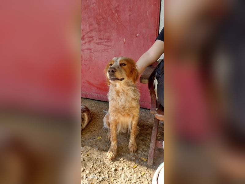 Nemo - Ein sanfter Spaniel-Mix sucht endlich Sicherheit