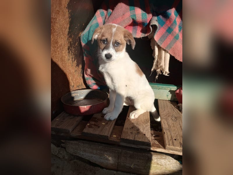 Deniz - Ein fröhlicher Begleiter für's Leben