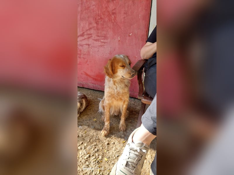 Nemo - Ein sanfter Spaniel-Mix sucht endlich Sicherheit