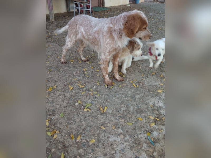 Nemo - Ein sanfter Spaniel-Mix sucht endlich Sicherheit