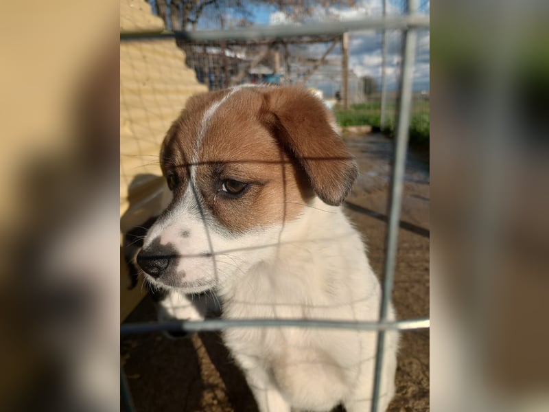 Deniz - Ein fröhlicher Begleiter für's Leben