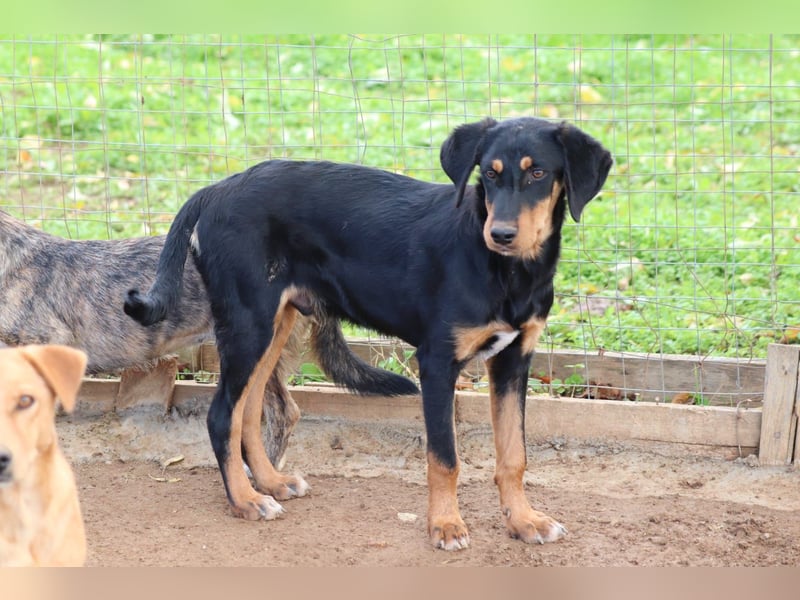 Sivas - Jagdhundmix Welpe