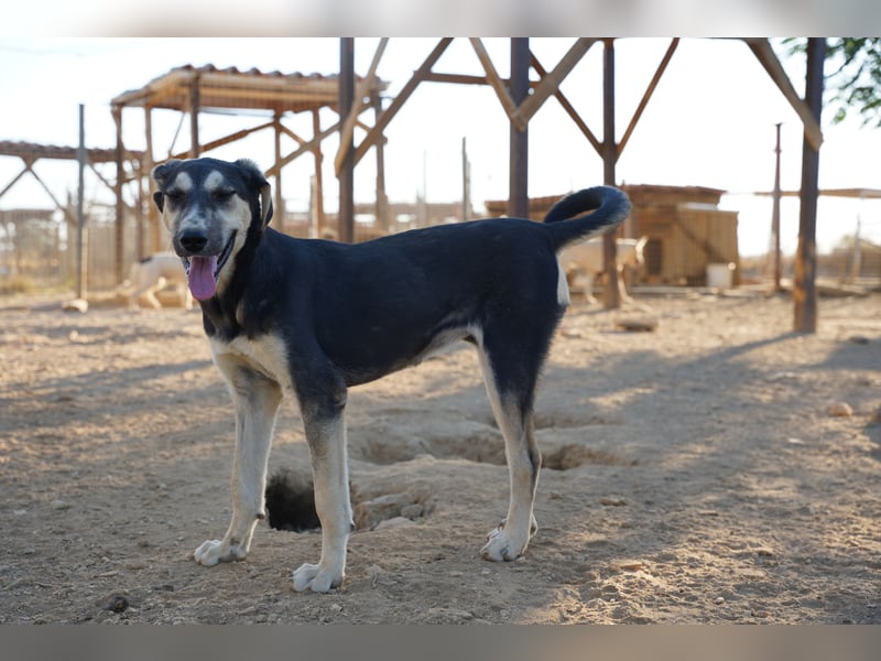Nina- Eine junge Hündin sucht ihr Herz-Zuhause  Nina wurde ca. Anfang 2025 geboren und kam als sehr