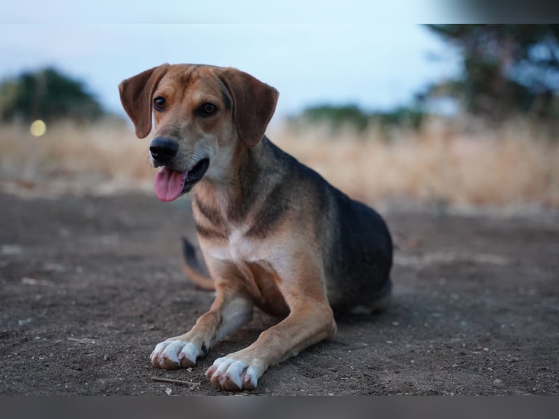 Fanni – Ein liebevolles Energiebündel sucht endlich Sicherheit