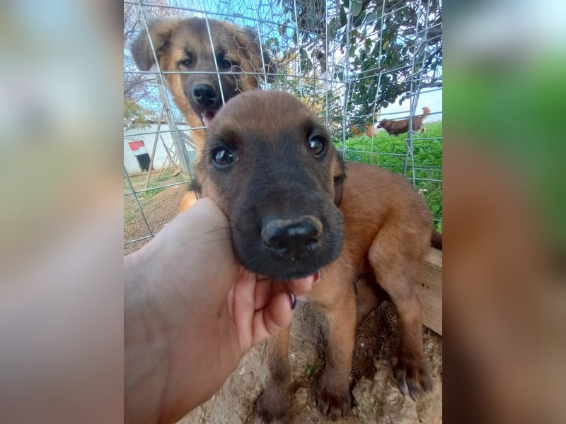 Timos - Ein kleiner Welpe sucht sein Zuhause für immer