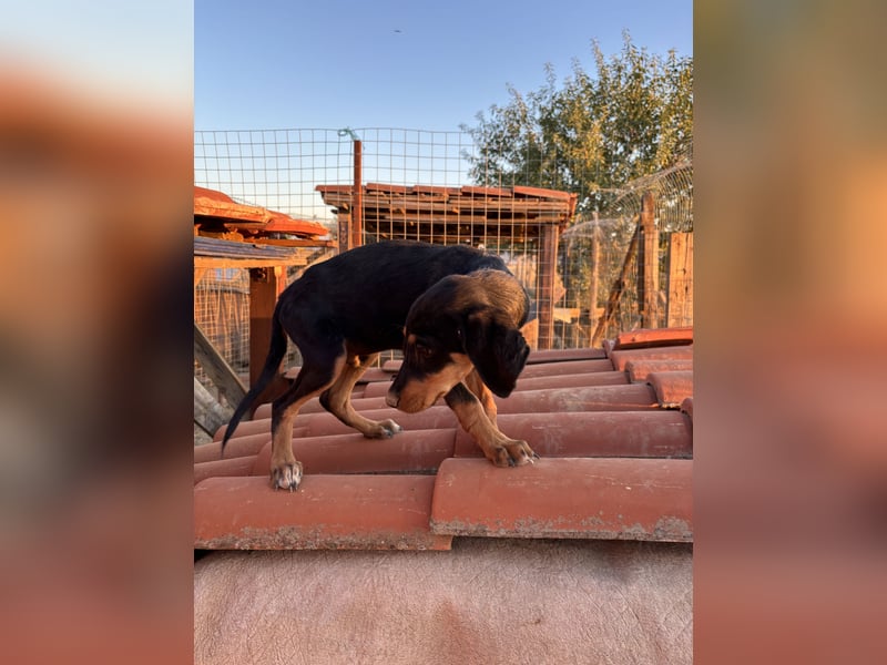 Sivas - Jagdhundmix Welpe