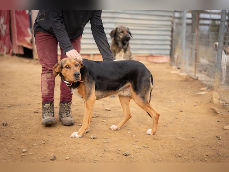 Olivia – eine liebevolle Jagdhündin sucht Geborgenheit