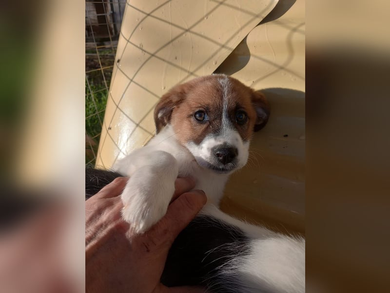 Deniz - Ein fröhlicher Begleiter für's Leben