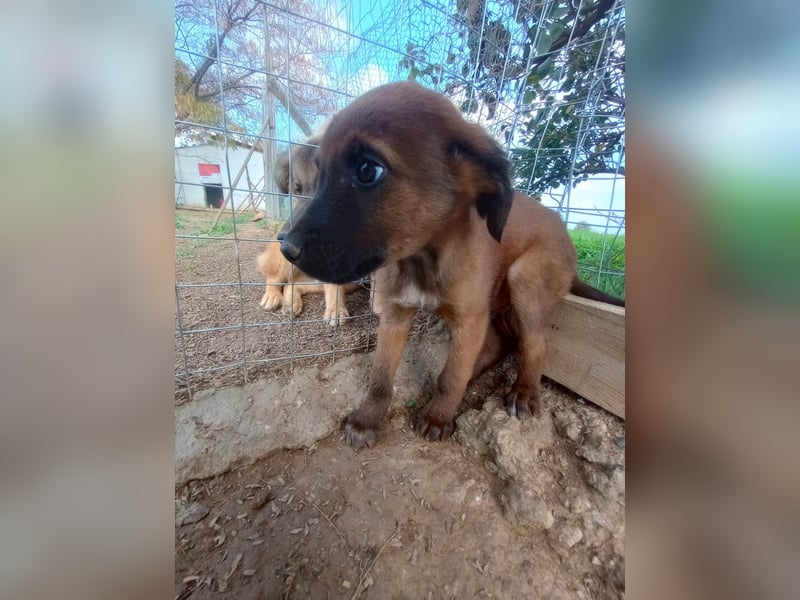 Timos - Ein kleiner Welpe sucht sein Zuhause für immer