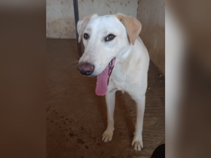 Rania - Freundliche Hündin sucht ein liebevolles Zuhause Rania - Freundliche Hündin sucht ein liebevolles Zuhause