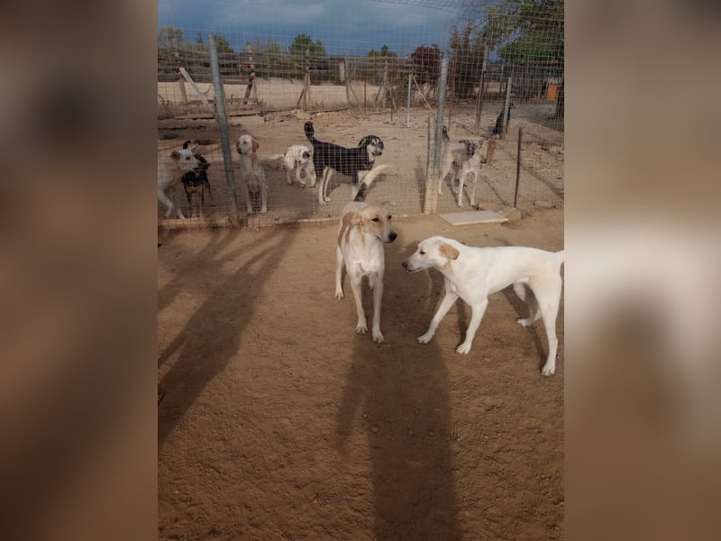 Gloria - Liebevoller Wirbelwind sucht ein Zuhause