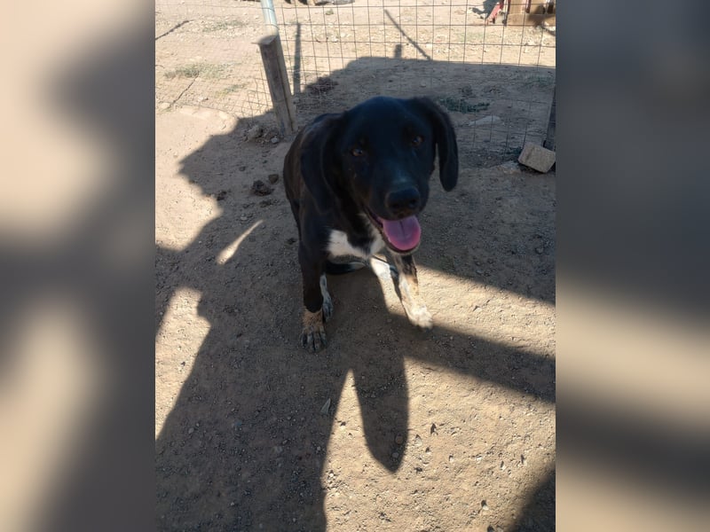 David - Ein kleiner Kämpfer auf der Suche nach einem Zuhause