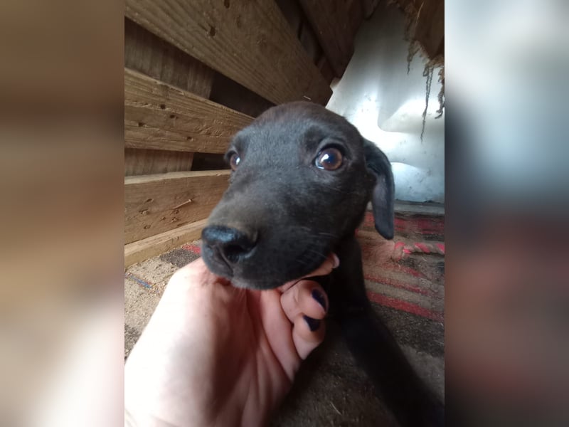 Lacta – Eine liebe, soziale Hündin sucht ihr Zuhause fürs Leben