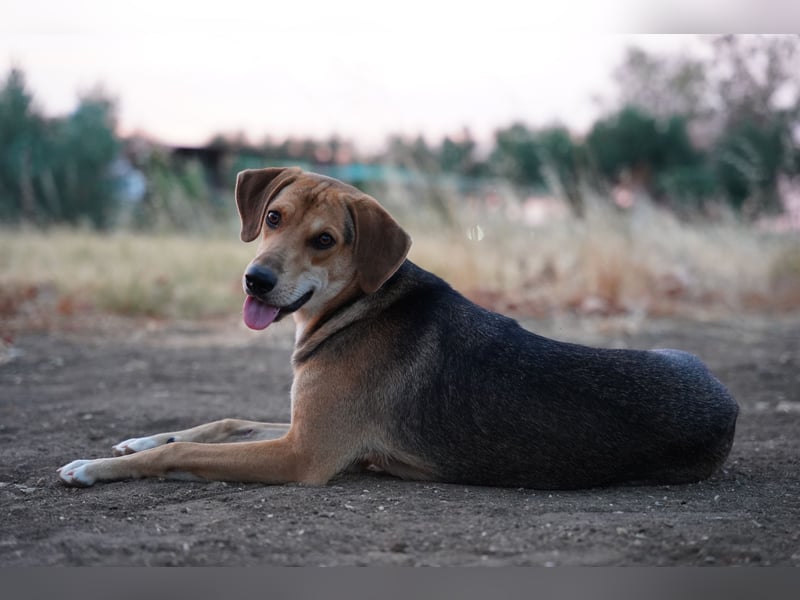 Fanni – Ein liebevolles Energiebündel sucht endlich Sicherheit