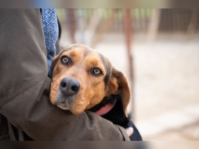 Olivia – eine liebevolle Jagdhündin sucht Geborgenheit