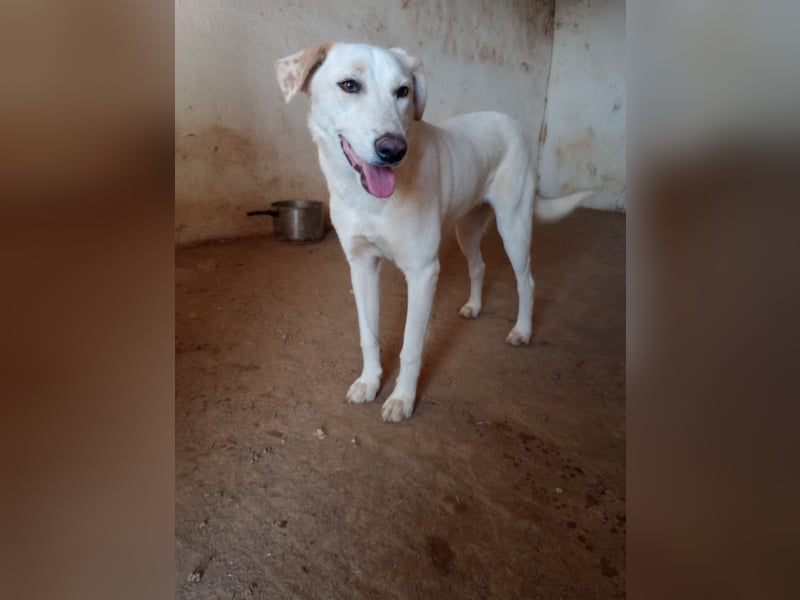 Rania - Freundliche Hündin sucht ein liebevolles Zuhause Rania - Freundliche Hündin sucht ein liebevolles Zuhause