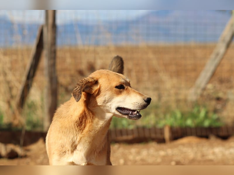 Fiona – Zartes Glück auf vier Pfoten sucht ihr Für-immer-Zuhause