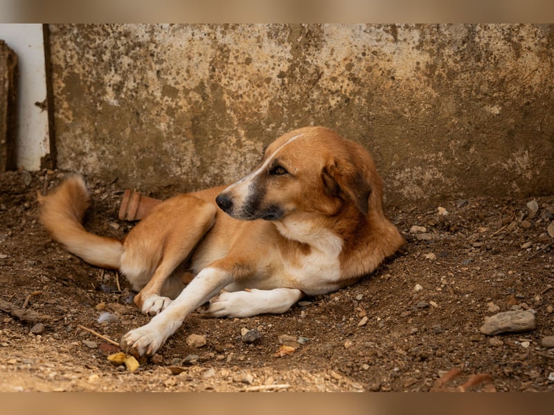 GIOZ - ein Auge, aber trotzdem voller Liebe