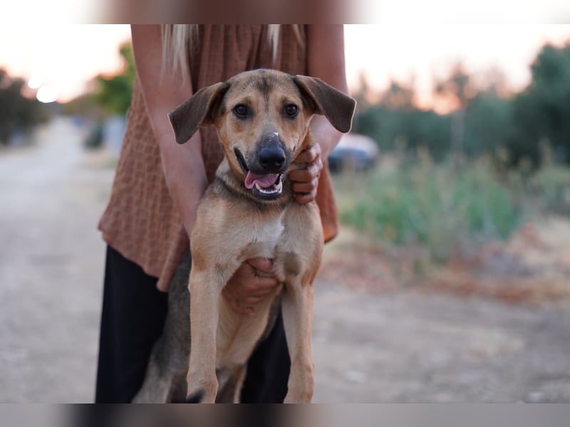 Linda – Sanft, klug und voller Lebensfreude