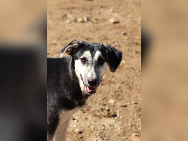 Nina- Eine junge Hündin sucht ihr Herz-Zuhause  Nina wurde ca. Anfang 2025 geboren und kam als sehr