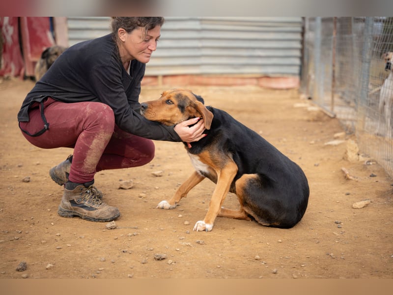 Olivia – eine liebevolle Jagdhündin sucht Geborgenheit