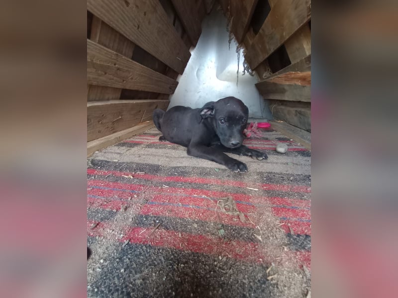 Lacta – Eine liebe, soziale Hündin sucht ihr Zuhause fürs Leben