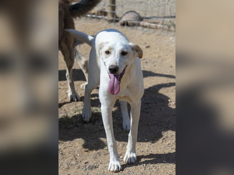 Rania - Freundliche Hündin sucht ein liebevolles Zuhause Rania - Freundliche Hündin sucht ein liebevolles Zuhause