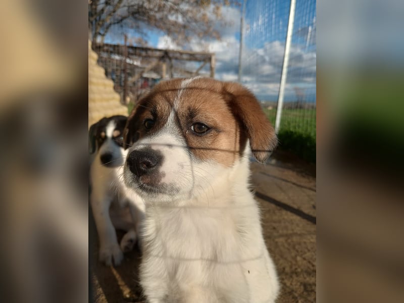Deniz - Ein fröhlicher Begleiter für's Leben