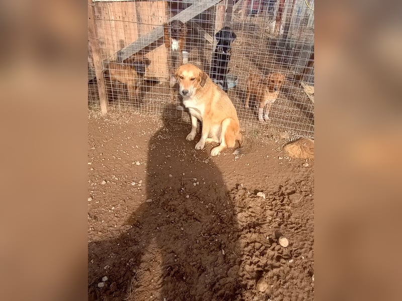 Fiona – Zartes Glück auf vier Pfoten sucht ihr Für-immer-Zuhause