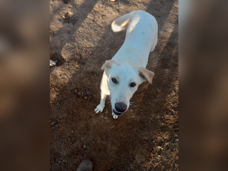 Rania - Freundliche Hündin sucht ein liebevolles Zuhause Rania - Freundliche Hündin sucht ein liebevolles Zuhause