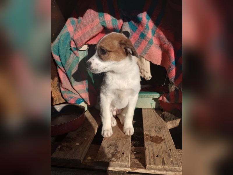 Deniz - Ein fröhlicher Begleiter für's Leben