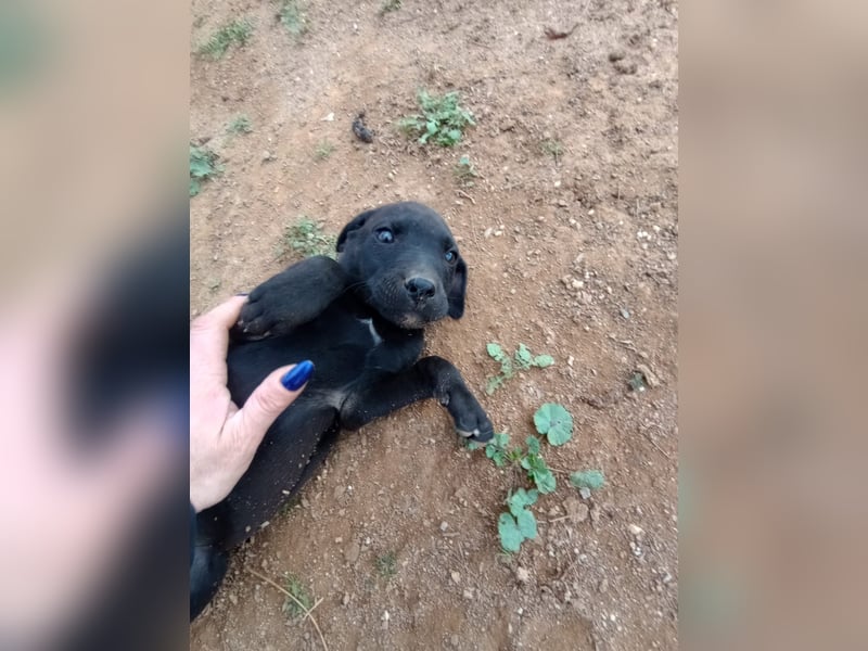 Lacta – Eine liebe, soziale Hündin sucht ihr Zuhause fürs Leben