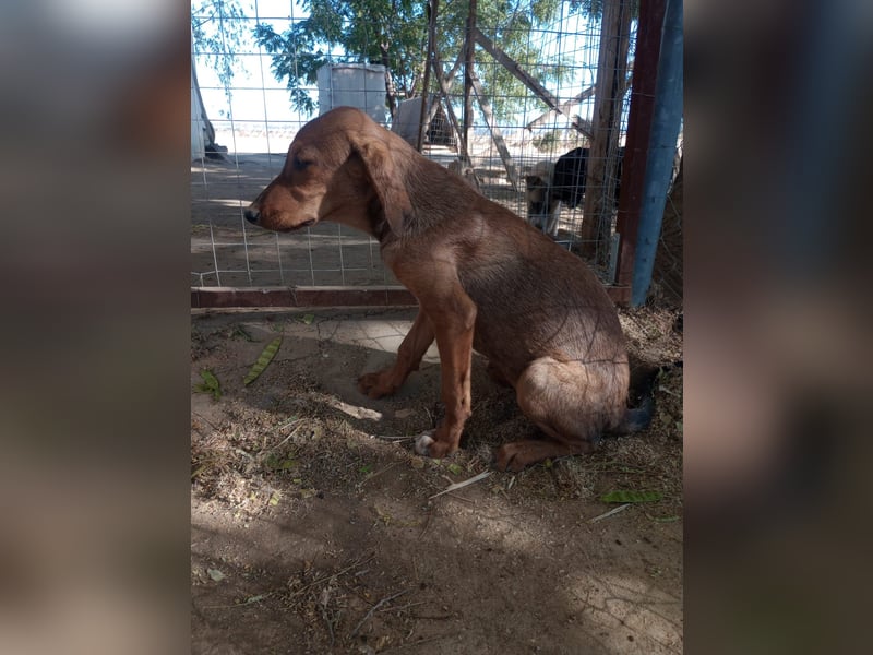Cookie - Jagdhundmix Wlepe sucht ihr Glück