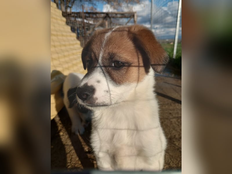 Deniz - Ein fröhlicher Begleiter für's Leben