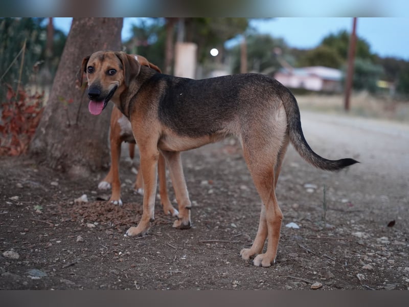 Linda – Sanft, klug und voller Lebensfreude