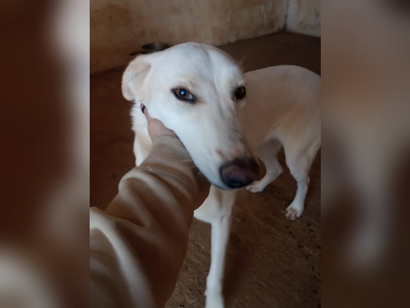 Rania - Freundliche Hündin sucht ein liebevolles Zuhause Rania - Freundliche Hündin sucht ein liebevolles Zuhause