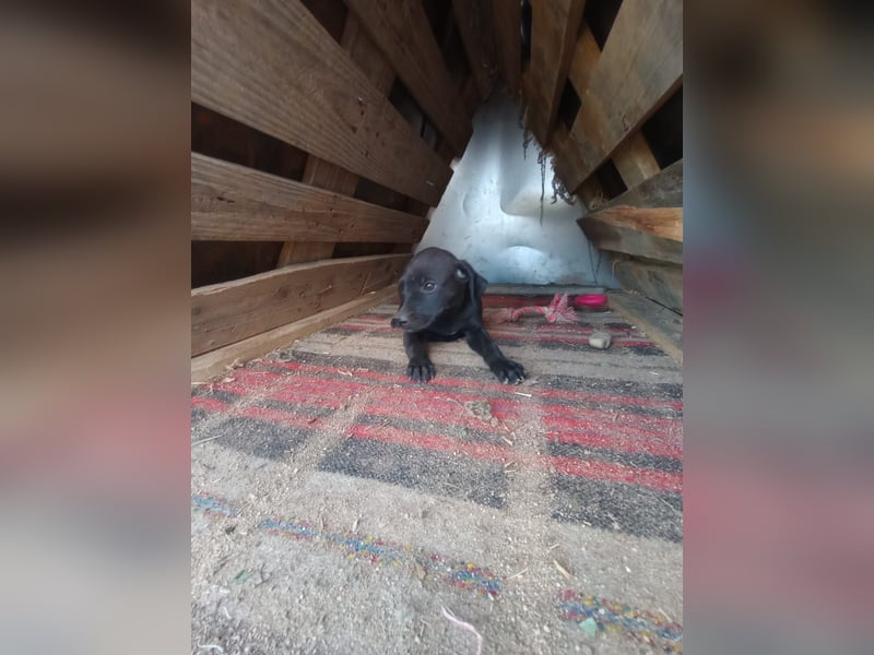 Lacta – Eine liebe, soziale Hündin sucht ihr Zuhause fürs Leben