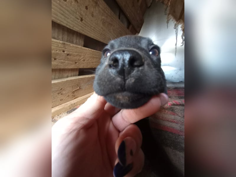 Lacta – Eine liebe, soziale Hündin sucht ihr Zuhause fürs Leben