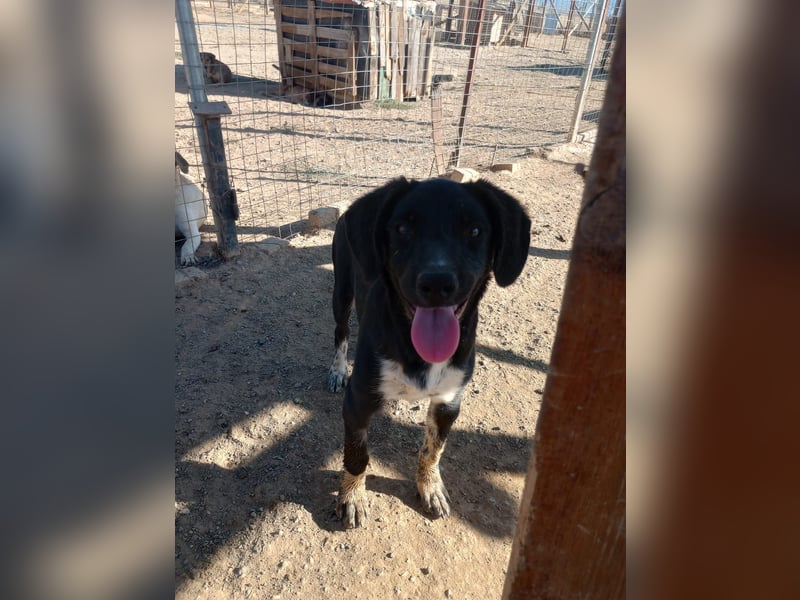 David - Ein kleiner Kämpfer auf der Suche nach einem Zuhause