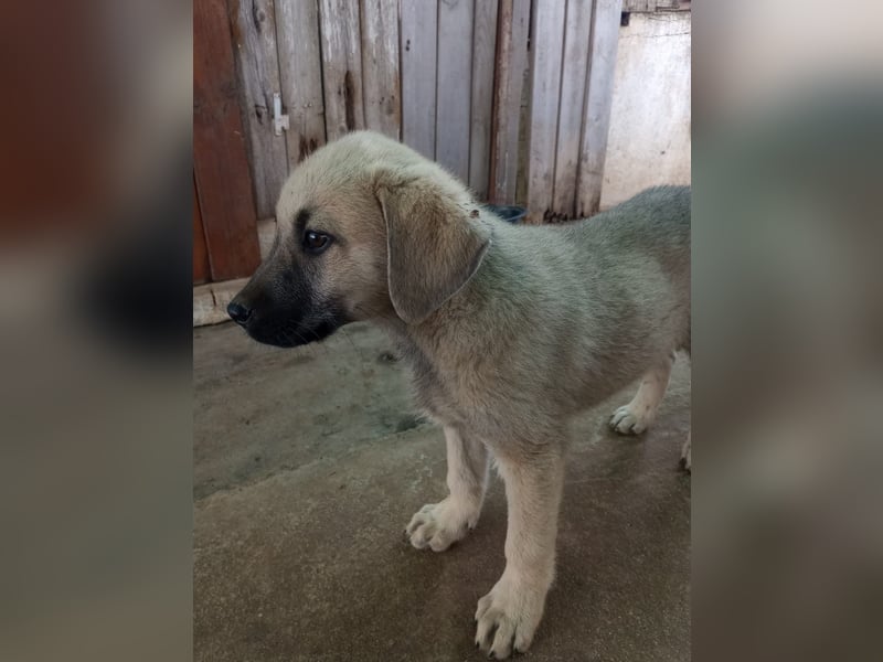 Tom - Welpenpower mit ganz viel Herz