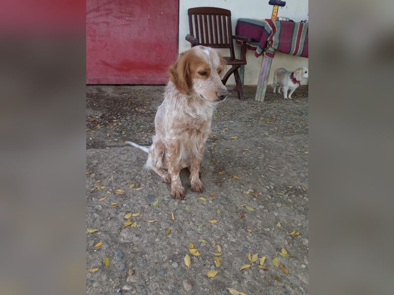 Nemo - Ein sanfter Spaniel-Mix sucht endlich Sicherheit