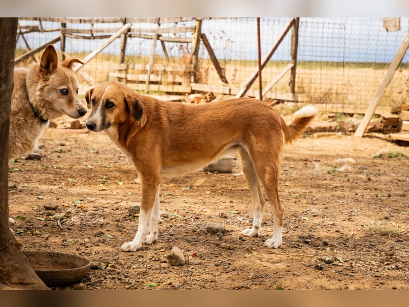 GIOZ - ein Auge, aber trotzdem voller Liebe