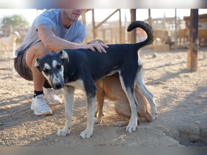 Nina- Eine junge Hündin sucht ihr Herz-Zuhause  Nina wurde ca. Anfang 2025 geboren und kam als sehr
