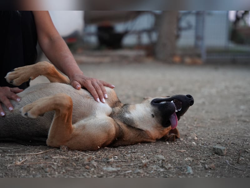 Linda – Sanft, klug und voller Lebensfreude
