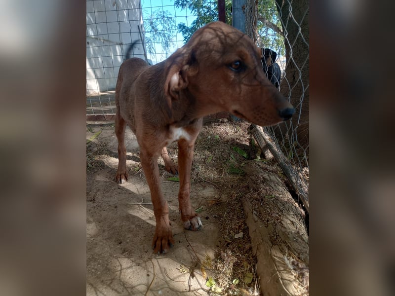 Cookie - Jagdhundmix Wlepe sucht ihr Glück