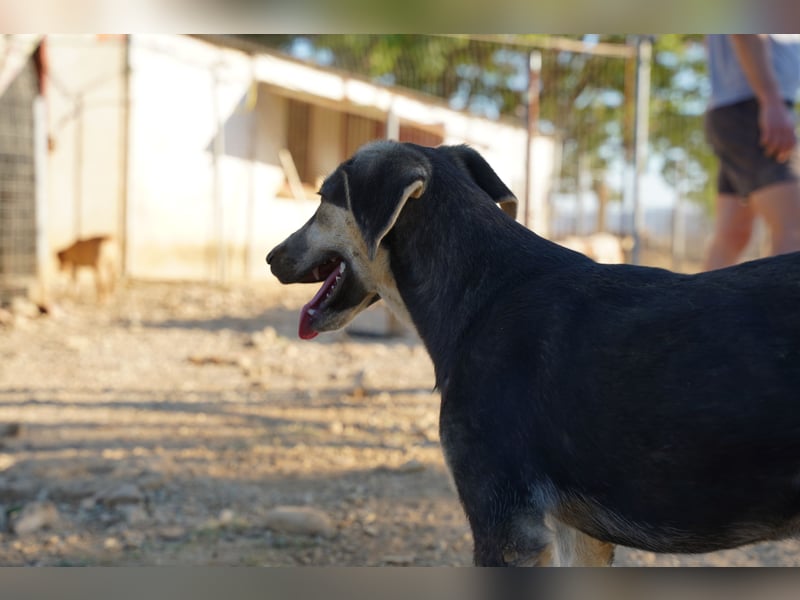 Nina- Eine junge Hündin sucht ihr Herz-Zuhause  Nina wurde ca. Anfang 2025 geboren und kam als sehr